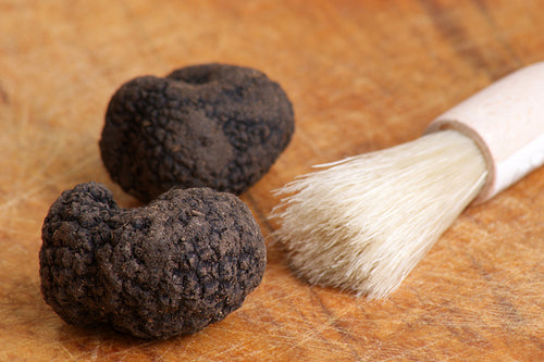 Schwarzer Sommertrüffel Tuber Aestivum Vitt. groß