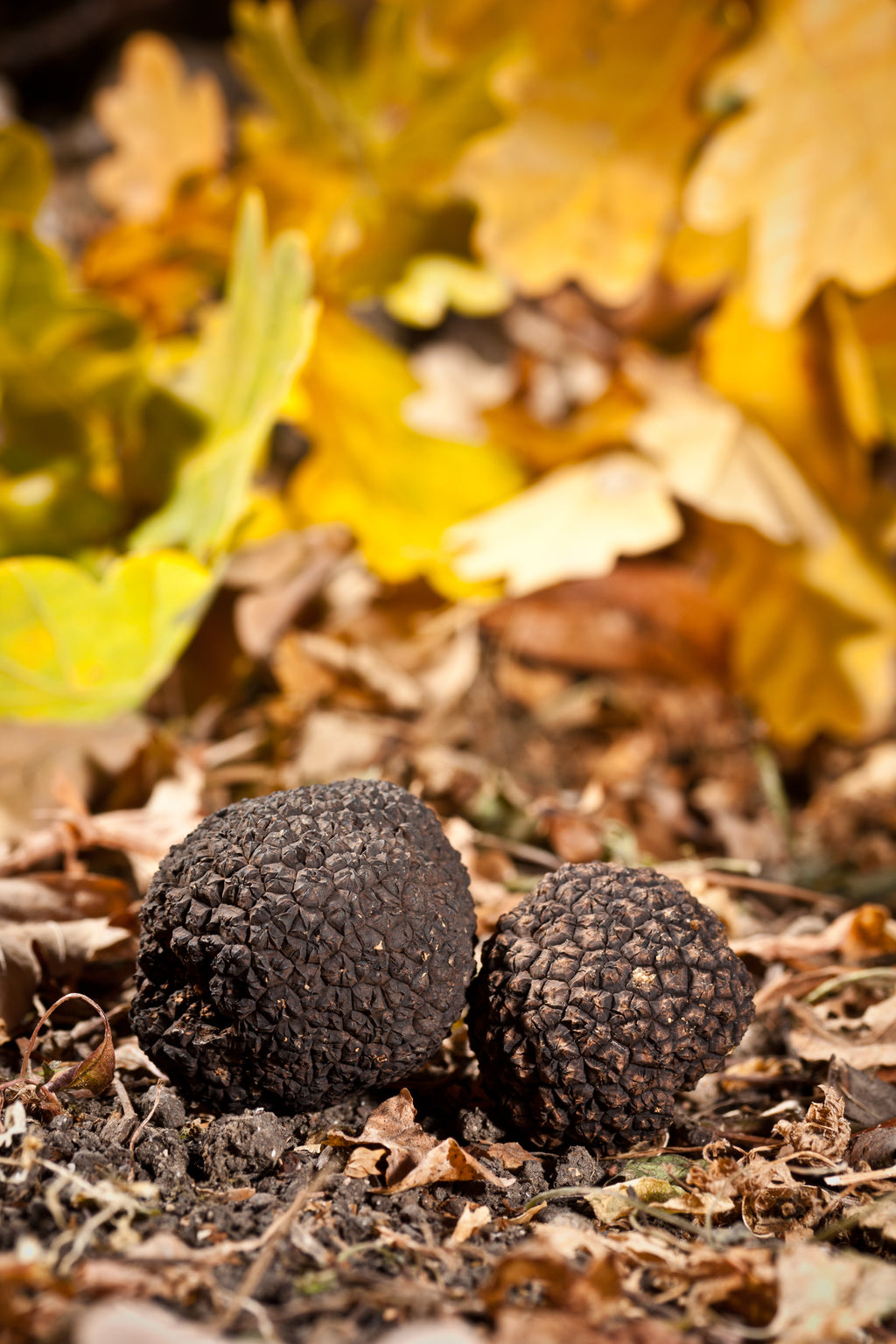 Schwarzer Sommertrüffel Tuber Aestivum Vitt. klein
