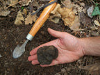 Schwarzer Sommertrüffel Tuber Aestivum Vitt. klein